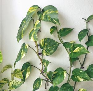 Golden Pothos, Houseplant Care, How to care for pothos, Easy Houseplant, Best Houseplant, Low light Houseplant