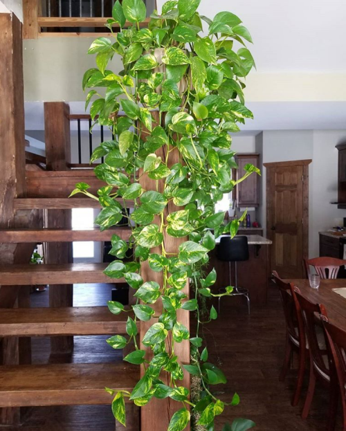 Golden Pothos, Houseplant Care, How to care for pothos, Easy Houseplant, Best Houseplant, Low light Houseplant