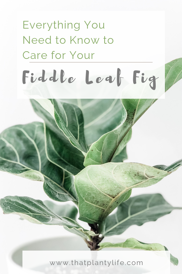Fiddle Leaf Fig, Ficus Lyrata, Houseplants, Fiddle Leaf Fig Care, Plants, Best Houseplant, Bright light houseplant, How to care for a fiddle leaf fig