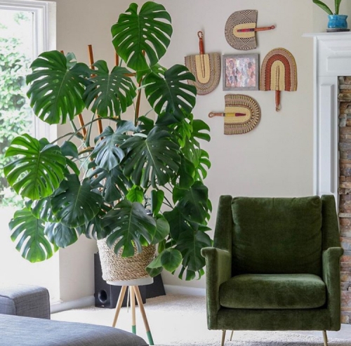 How to Care for a Monstera Deliciosa - That Planty Life