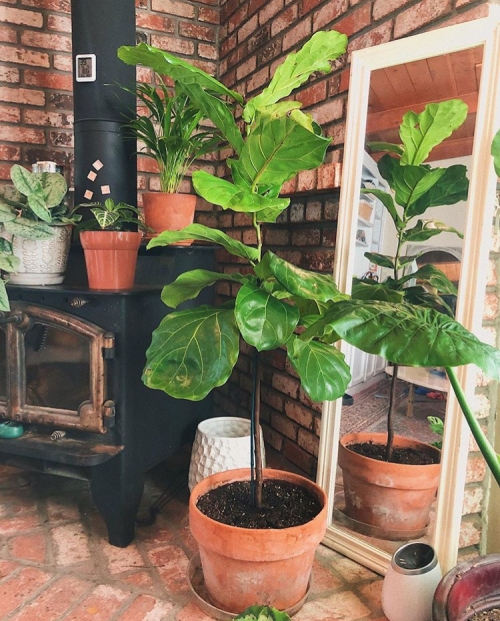 Fiddle Leaf Fig, Ficus Lyrata, Houseplants, Fiddle Leaf Fig Care, Plants, Best Houseplant, Bright light houseplant, How to care for a fiddle leaf fig