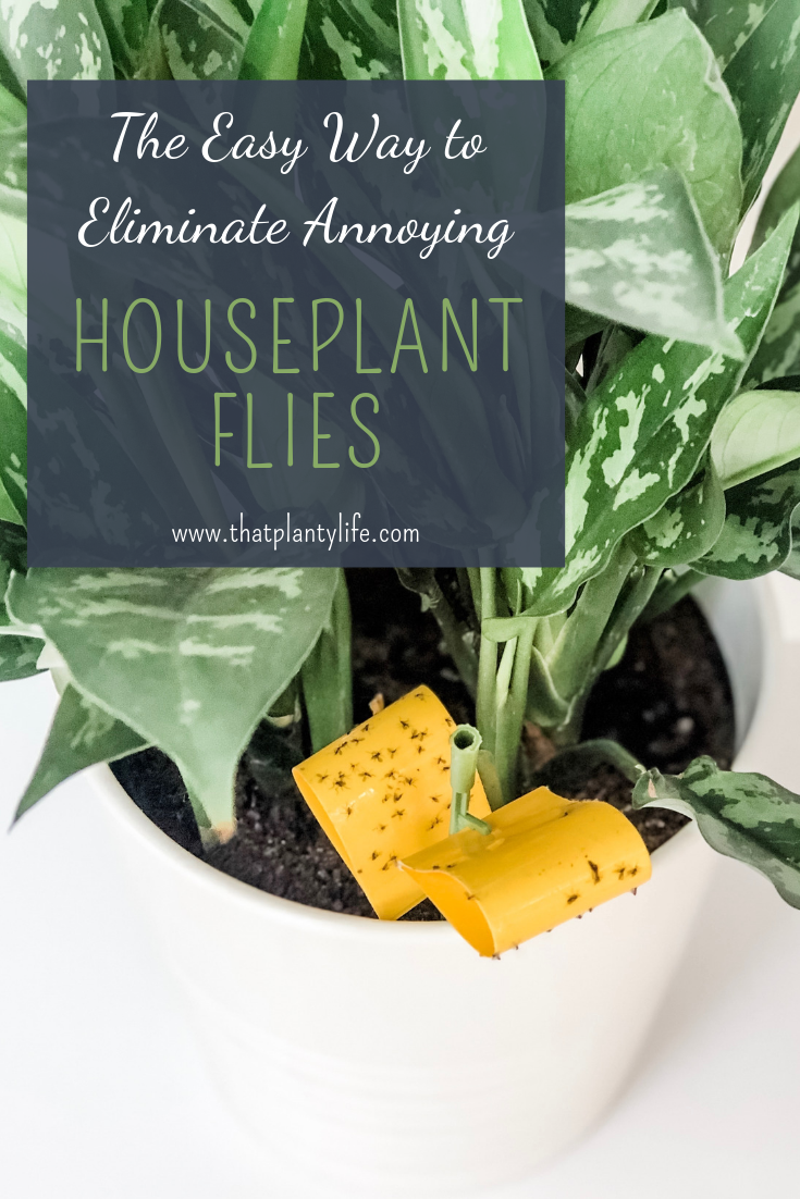houseplant flies, fungus gnats, houseplants, indoor plants, houseplant pests, get rid of pests, Houseplant tips, Houseplant Tricks, Houseplant hacks