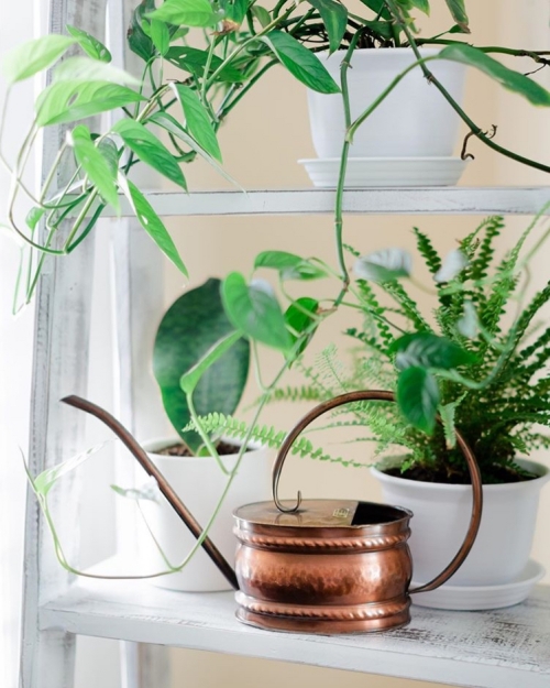 Houseplant, Indoor plant, indoor watering can, Houseplant care, watering can, home decor ideas, interior design, plants