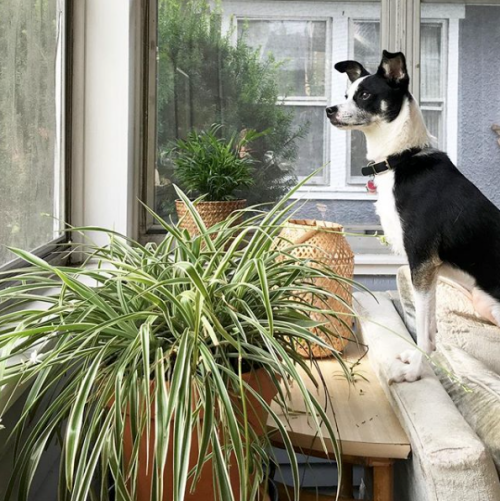 Dogs, Cats, Non-toxic houseplants, Houseplants, Dog, Cat, Pet safe plants, Pets, Pet tips, best houseplants