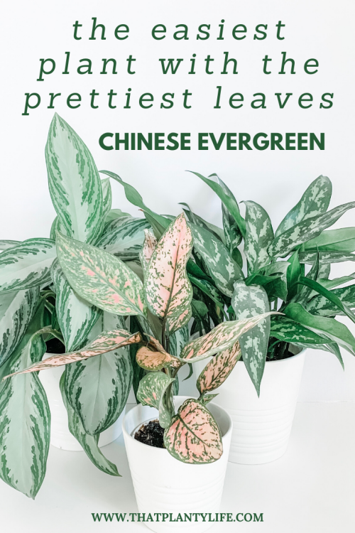 Chinese Evergreen, Low Light Plant, Medium Light Houseplant, Aglaonema, Easy Houseplant, Houseplant, plant Care, Best houseplant, Beginner Houspelant, Easy houseplant