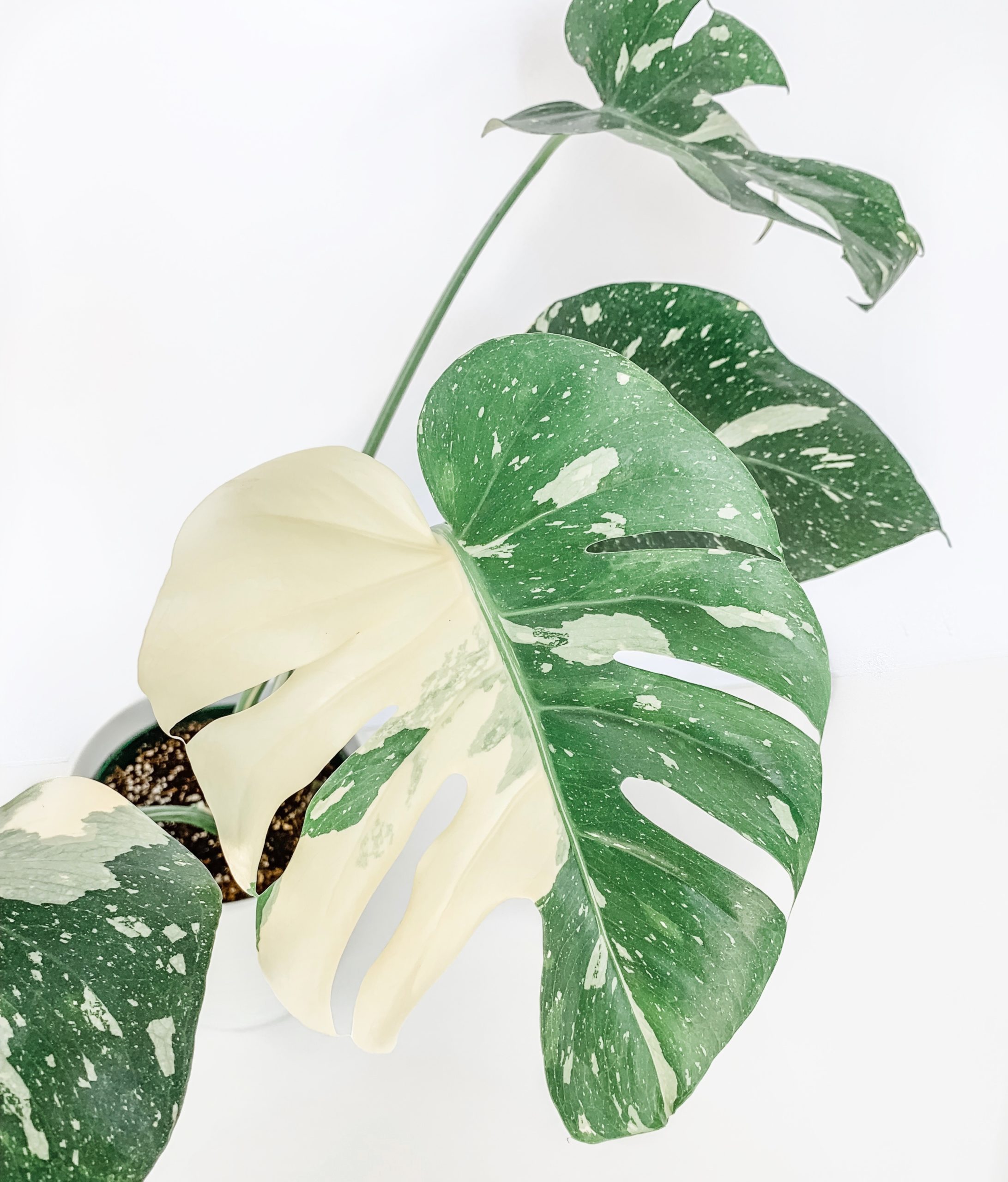 variegated houseplants you can actually afford - that planty life