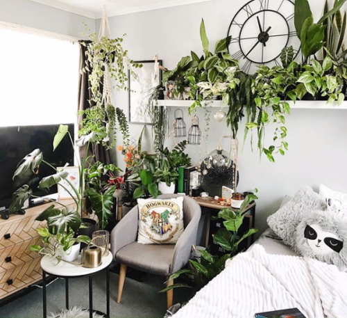 Crazy Plant Lady, Home decor ideas, Houseplants, Jungalow, Houseplant gift ideas, Plant lover gift ideas, Bedroom ideas