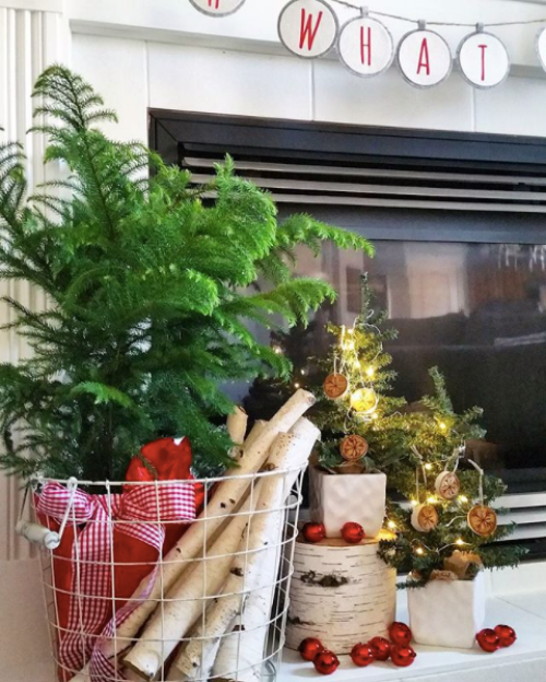 Norfolk Island Pine, Indoor Christmas Tree, Norfolk Island Pine Care, Bright light houseplant, Houseplant care guide, houseplant care, Christmas Decor, Christmas decor ideas, best houseplants