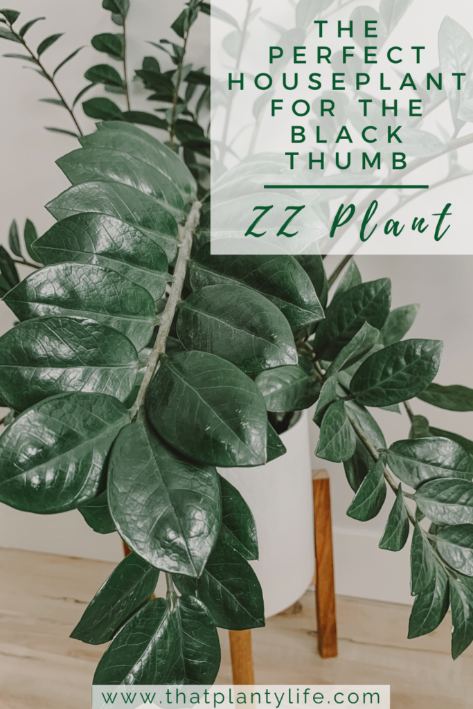 ZZ plant, Zanzibar gem, Zuzu plant, aroid palm, eternity plant or emerald palm, Zamioculcas zamiifolia, Home decor inspiration, easy houseplant, beginner houseplant, low light houseplant, Home ideas