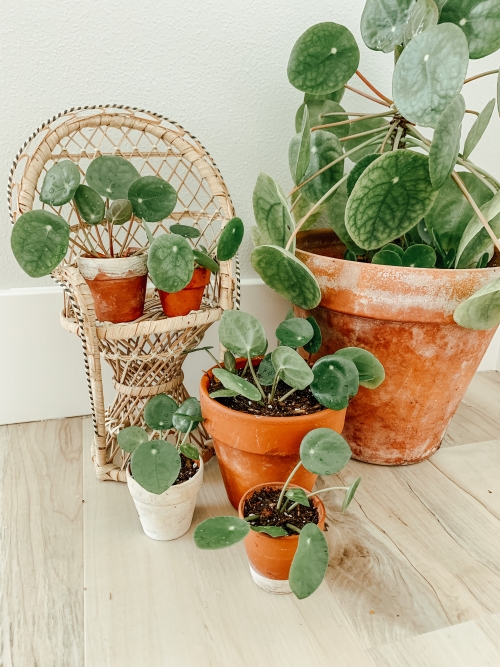 Pilea Peperomioides, Chinese Money Plant, Missionary Plant, UFO Plant, houseplant propagation, Pilea Propagation, Unique Houesplant, Easy Houseplant, Beginner Houseplant, Propagation Station, Pilea Pup