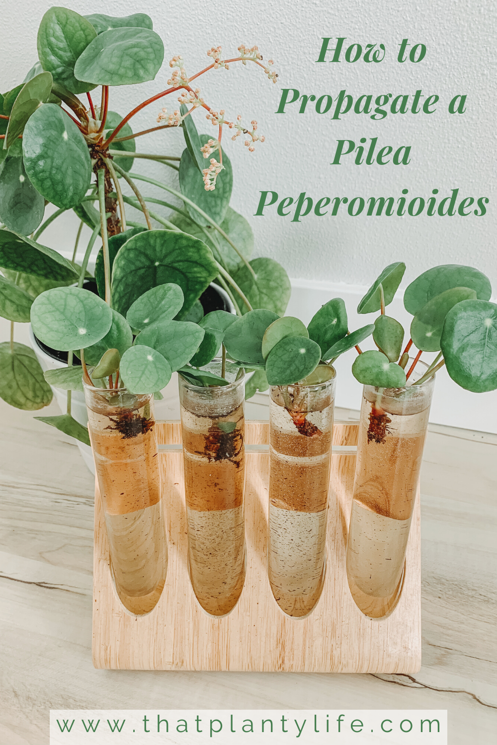 Pilea Peperomioides, Chinese Money Plant, Missionary Plant, UFO Plant, houseplant propagation, Pilea Propagation, Unique Houesplant, Easy Houseplant, Beginner Houseplant, Propagation Station
