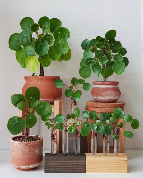 Pilea Peperomioides, Chinese Money Plant, houseplant propagation, Pilea Propagation, Unique Houesplant, Easy Houseplant,  Propagation Station, how to propagate, ufo plant