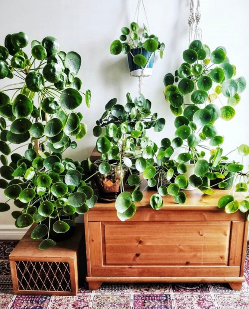 Pilea Peperomioides, Chinese Money Plant, Missionary Plant, UFO Plant, houseplant propagation, Pilea Propagation, Unique Houesplant, Easy Houseplant, Beginner Houseplant, home decor, home inspiration