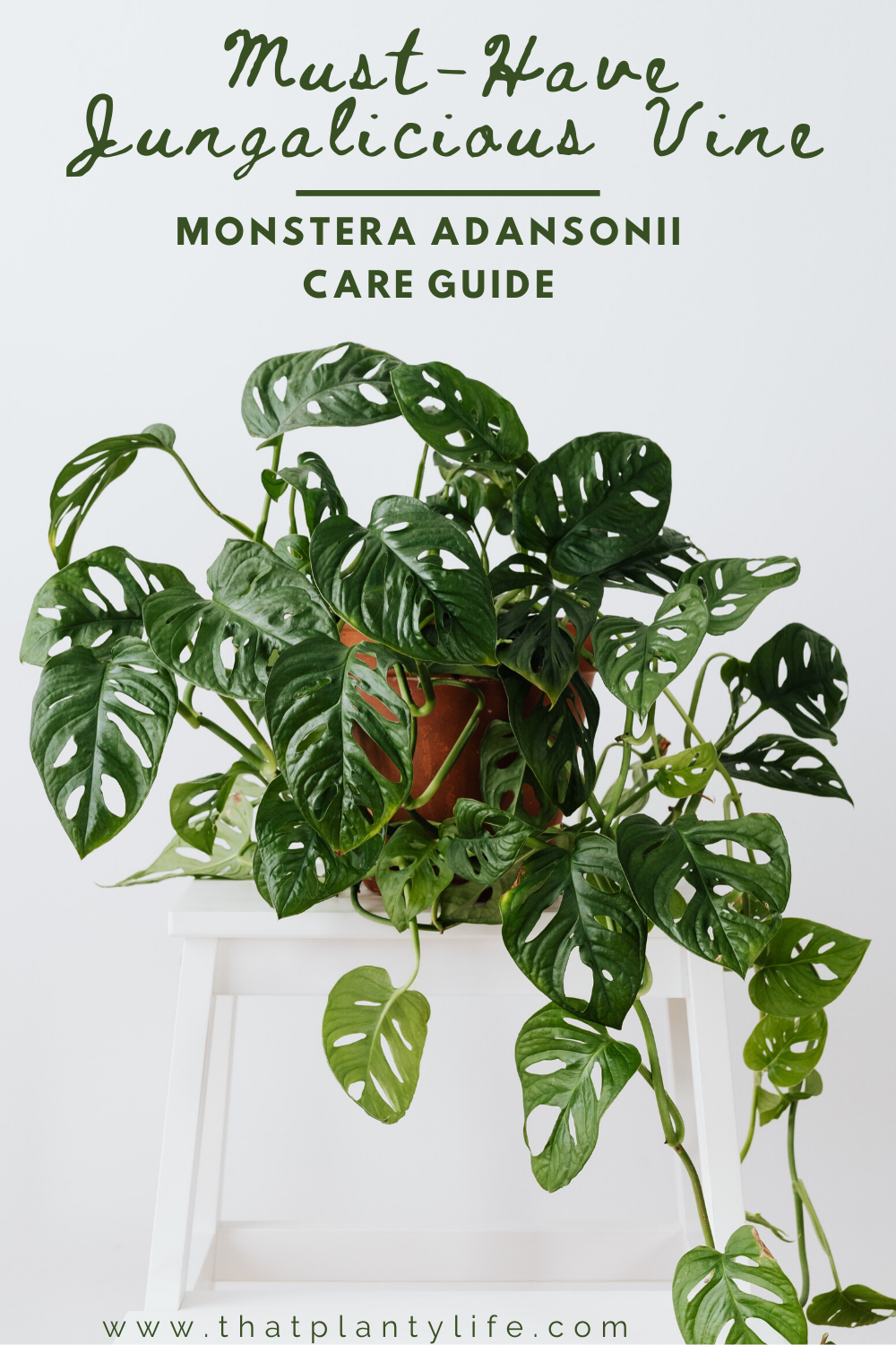 Monstera Adansonii Houseplant Care Guide   That Planty Life