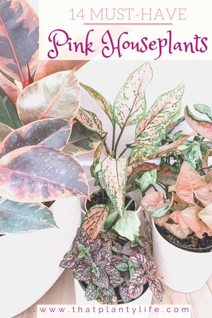 Gorgeous Pink Houseplants for Your Home | www.thatplantylife.com