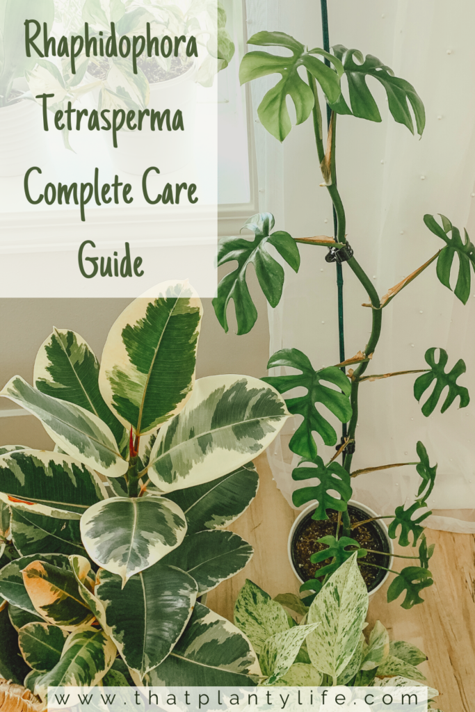 Rhaphidophora Tetrasperma Care Guide | Mini Monstera Care Guide | www.thatplantylife.com