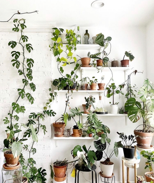 houseplant inspiration, Plant shelfie, Houseplants, Best houseplants, Houseplant swap, How to ship houseplants, mini monstera