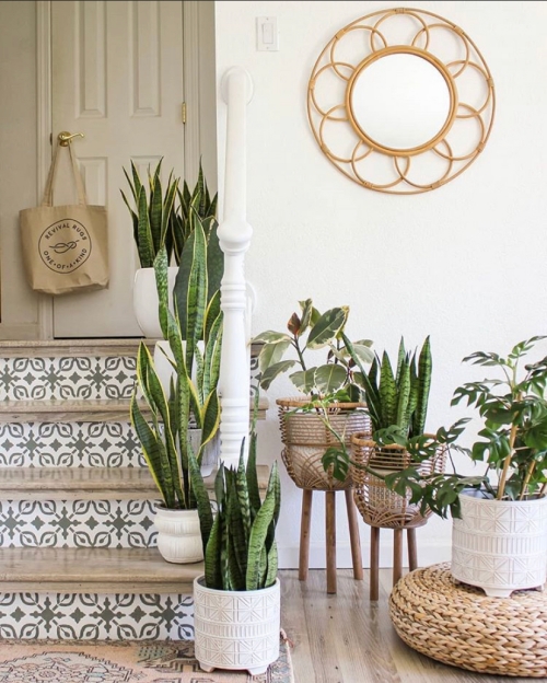 The Perfect Entryway | Snake Plant Care Guide | www.thatplantylife.com