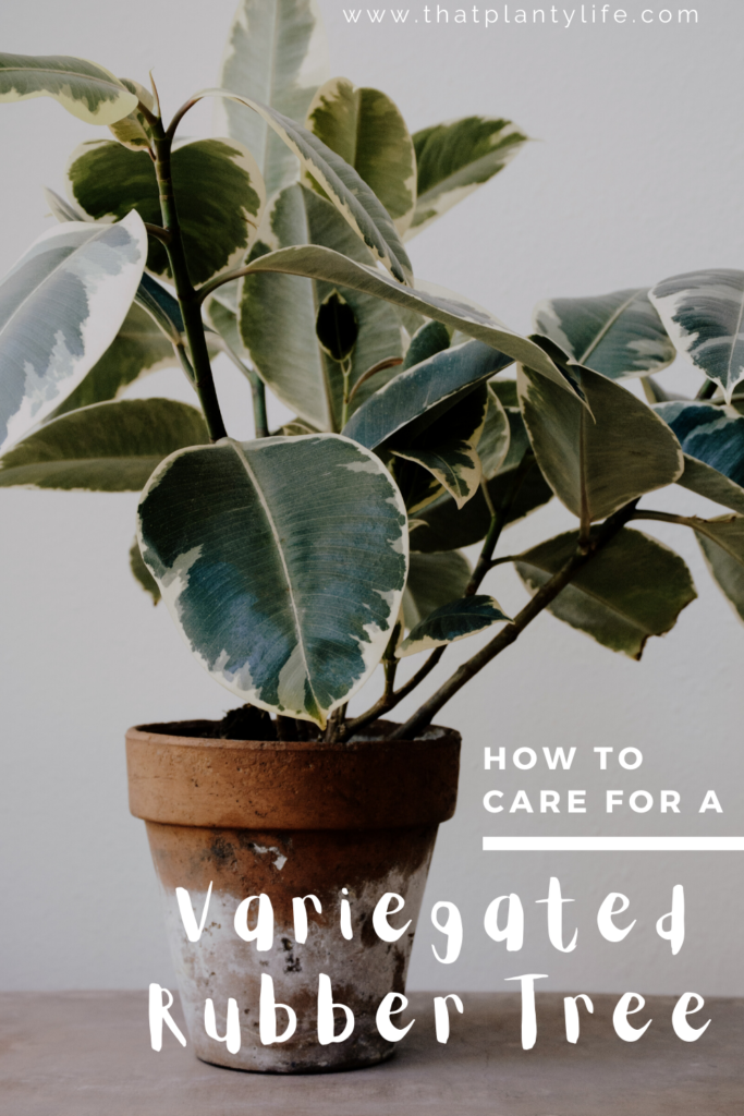 How to Care for a Variegated Rubber Tree | www.thatplantylife.com