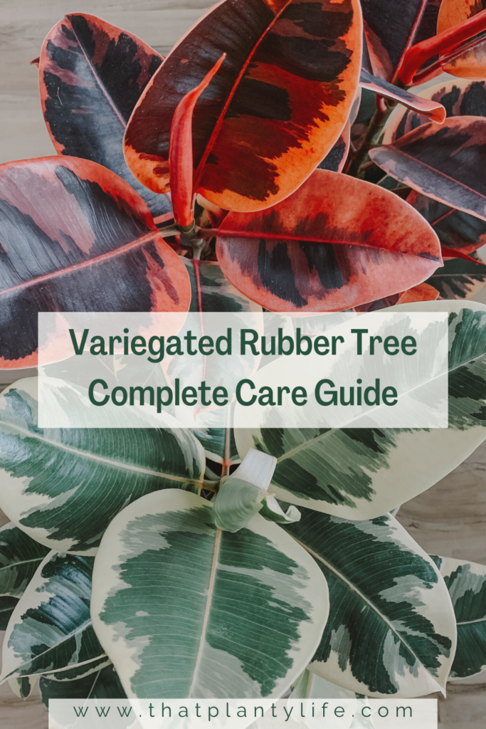 How to Care for a Variegated Rubber Tree | www.thatplantylife.com