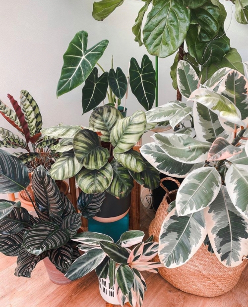 Stunning Houseplants | How to Care for a Variegated Rubber Tree | www.thatplantylife.com