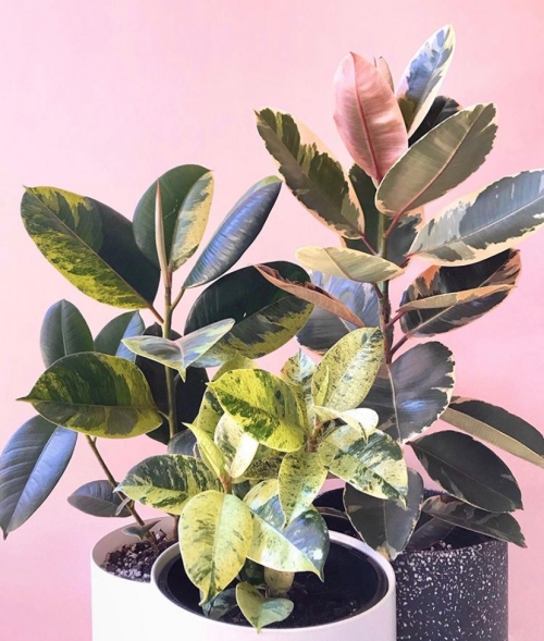 Ficus Elastica Family Photo | Variegated Rubber Tree Care Guide | www.thatplantylife.com