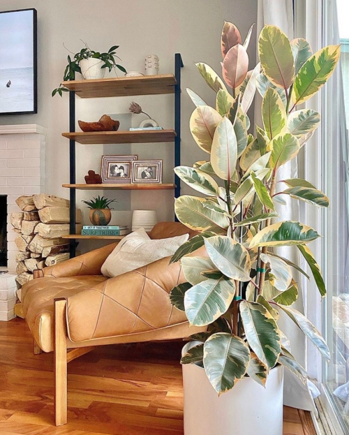 Perfect Living Room Corner | Variegated Rubber Tree Care Guide | www.thatplantylife.com