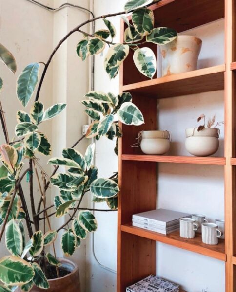 Variegated Rubber Tree Care Guide - That Planty Life