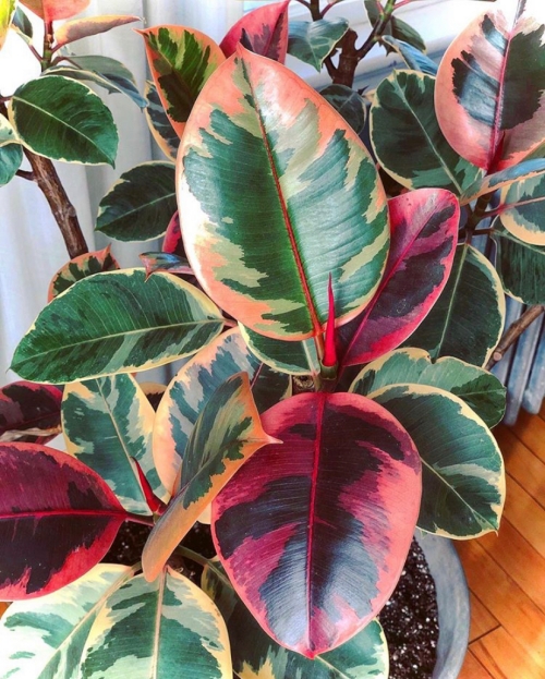 Ficus Elastica Ruby | How to Care for a Variegated Rubber Tree | www.thatplantylife.com