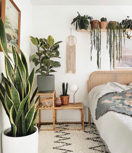 Plant-Filled Bedroom Goals | Variegated Rubber Tree Care Guide | www.thatplantylife.com