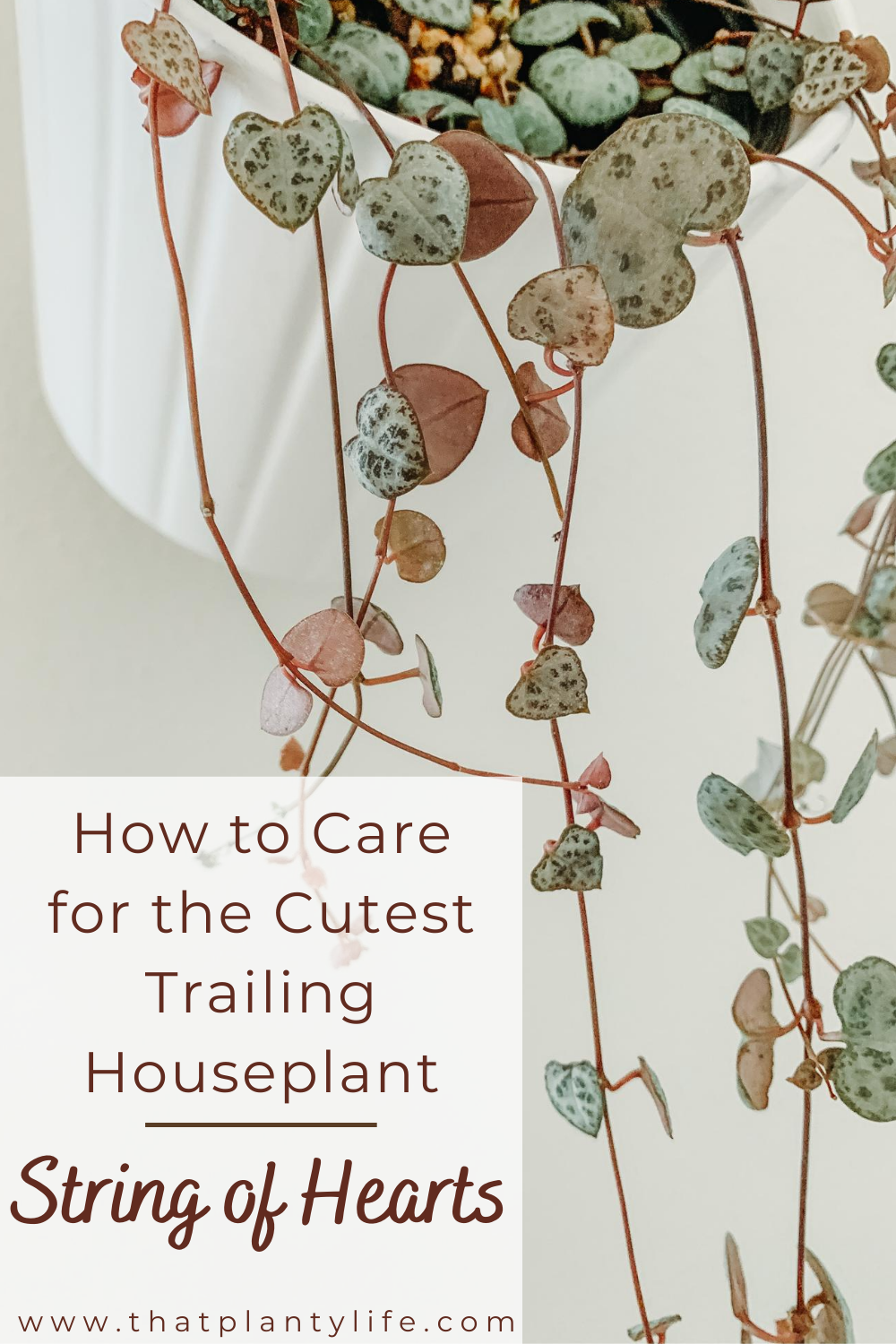 String of Hearts Care Guide | Cutest Trailing Houseplant | www.thatplantylife.com