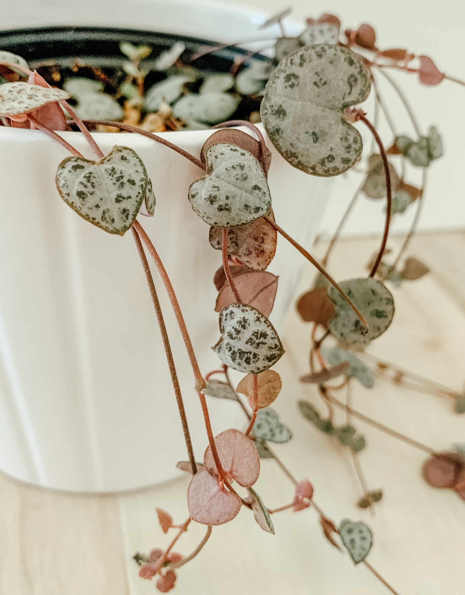 String of Hearts Complete Care Guide That Planty Life