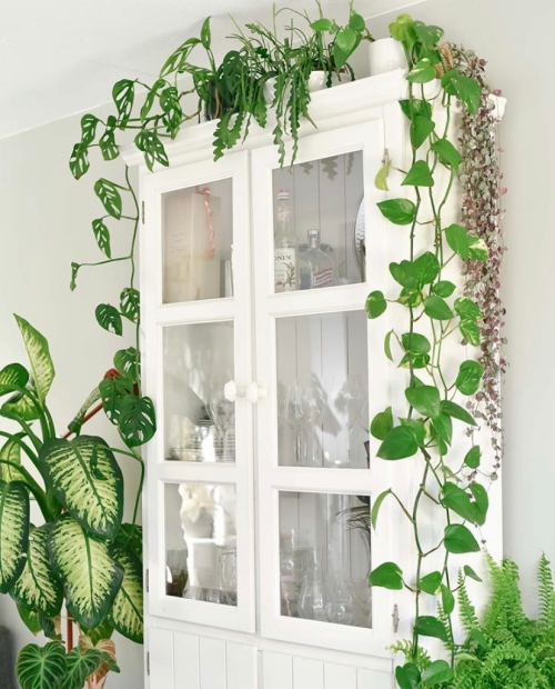 Trailing Beauties | String of Hearts Care Guide | www.thatplantylife.com