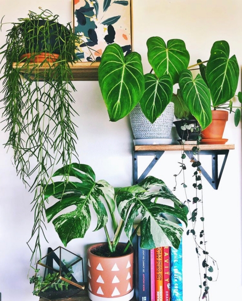 Dream Plants | String of Hearts Care Guide | www.thatplantylife.com