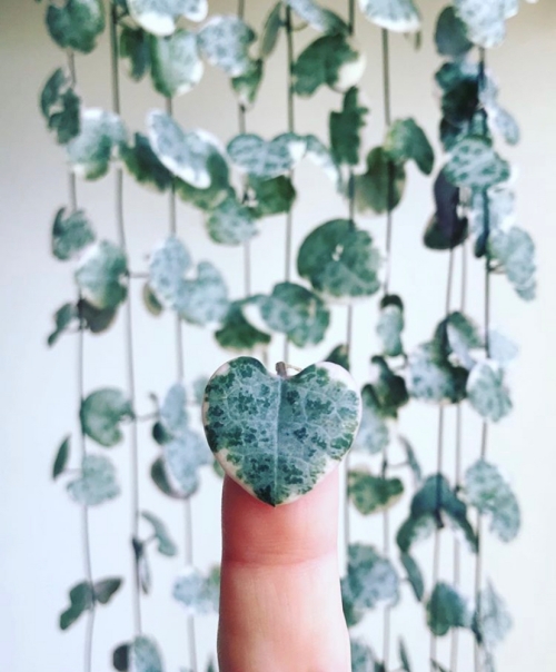 String of Hearts Care Guide | www.thatplantylife.com