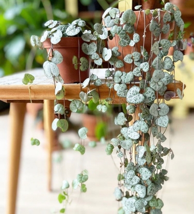 Ceropegia Woodii | String of Hearts Care Guide | www.thatplantylife.com
